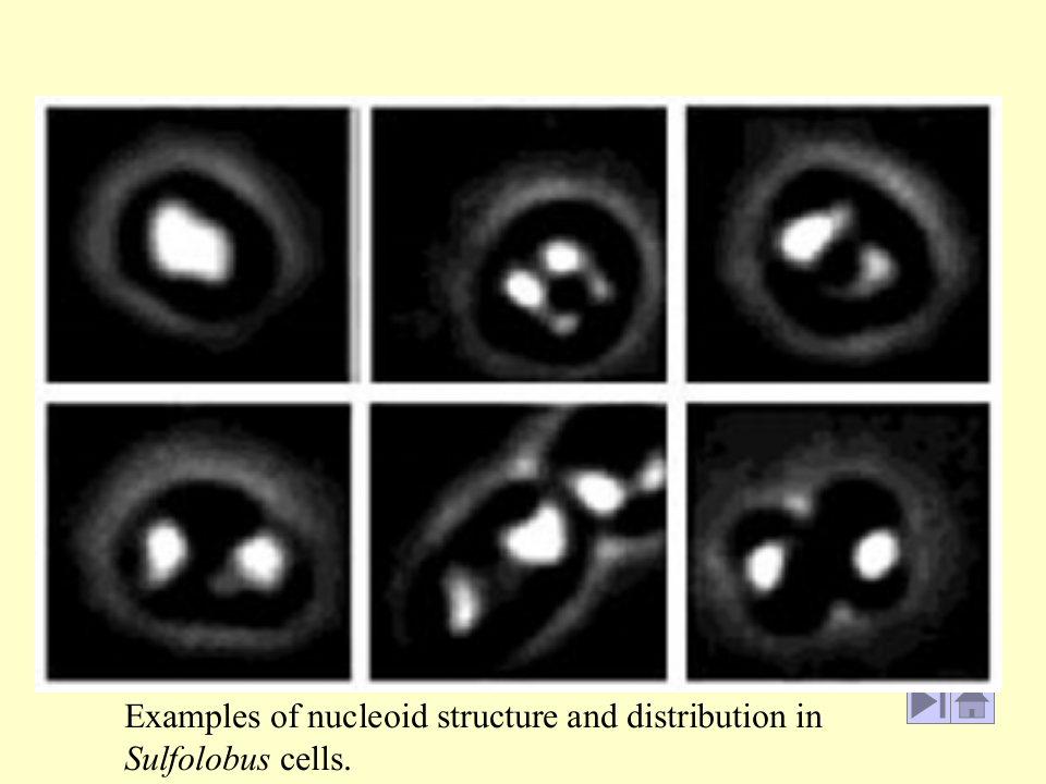 微生物学_7.ppt 第3页