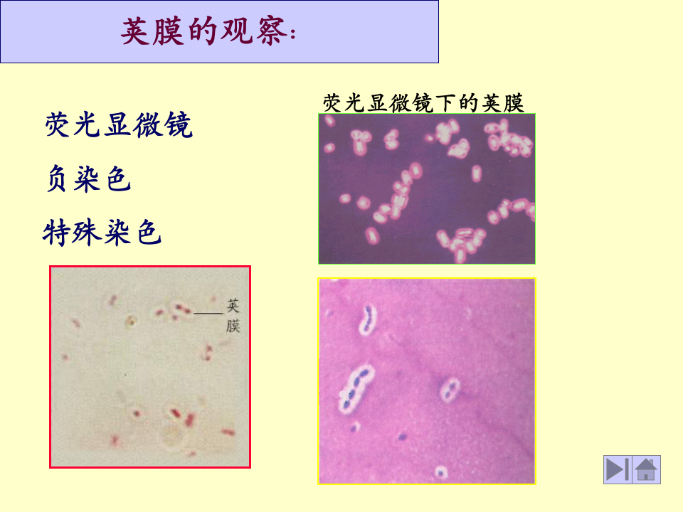 微生物学_8.ppt 第2页