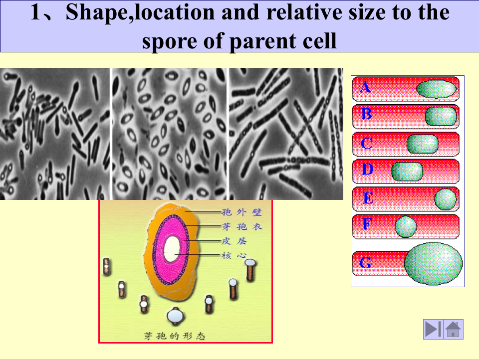 微生物学_9.ppt 第3页
