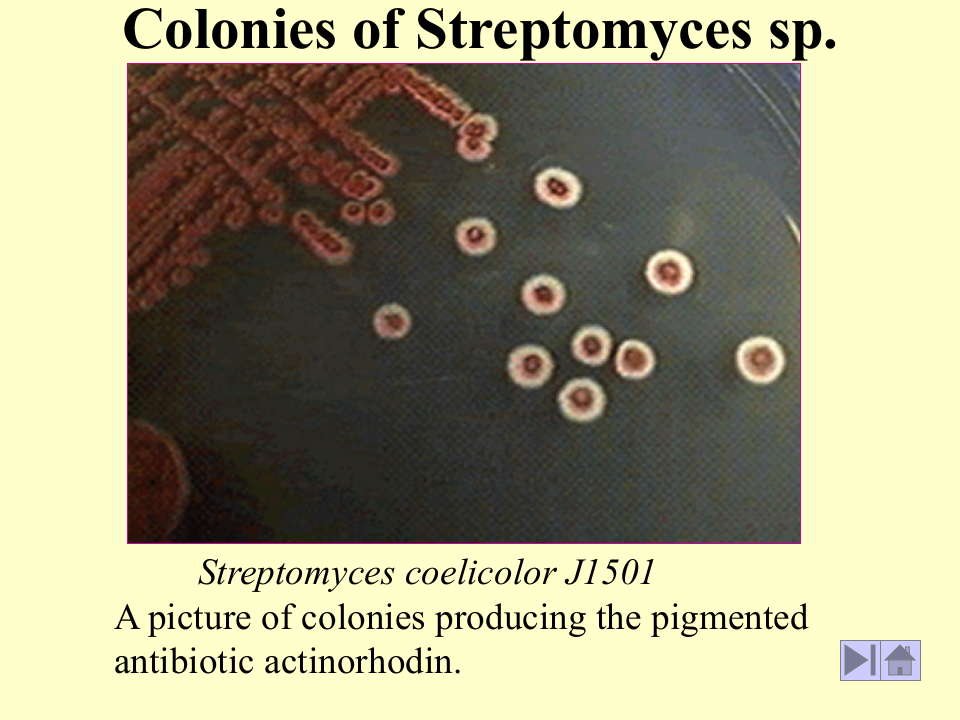 微生物学_10.ppt 第3页