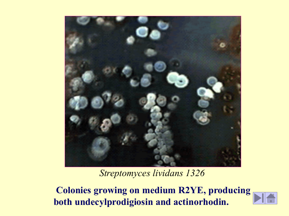 微生物学_10.ppt 第5页