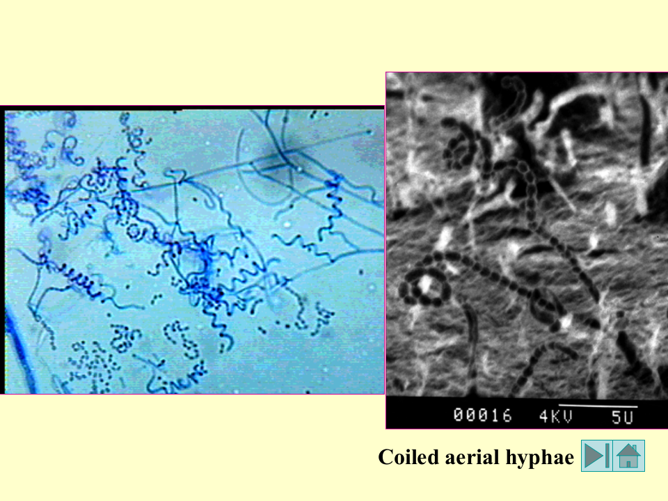 微生物学_11.ppt 第3页