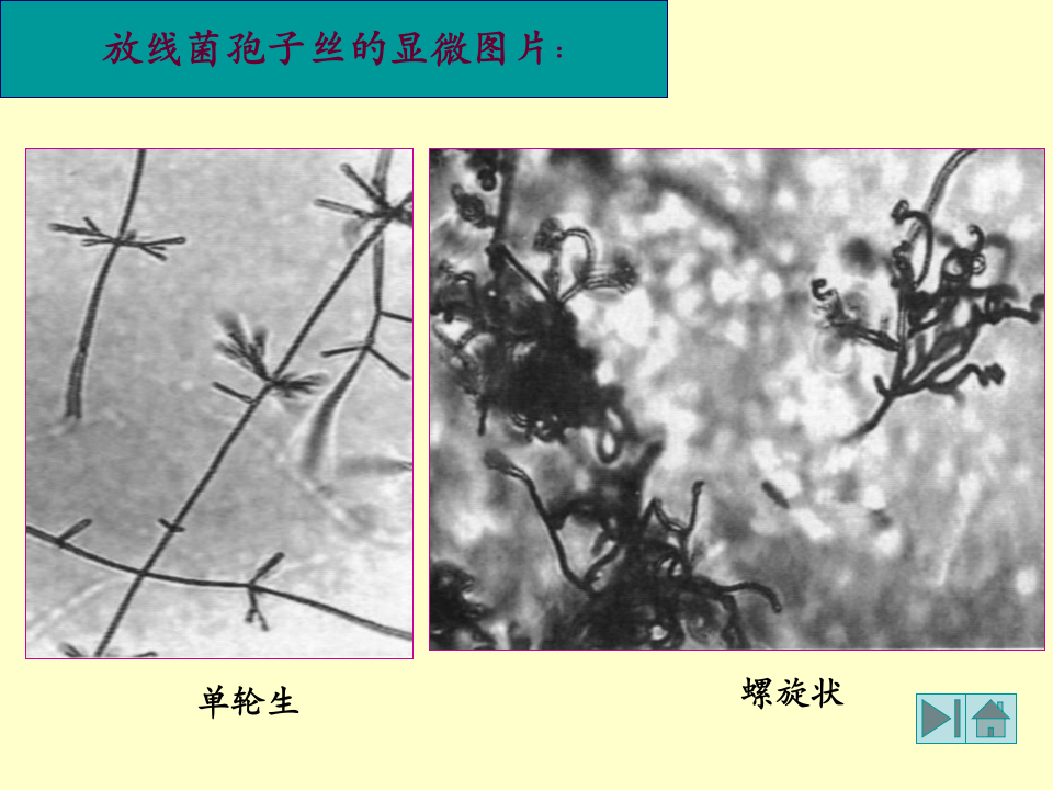 微生物学_11.ppt 第2页