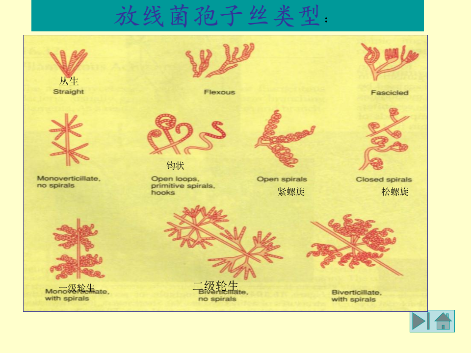 微生物学_11.ppt 第1页