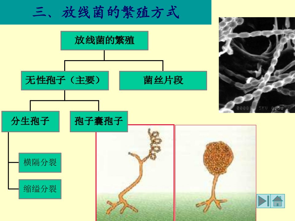 微生物学_11.ppt 第4页
