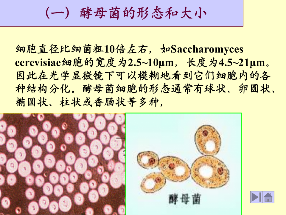 微生物学_12.ppt 第5页