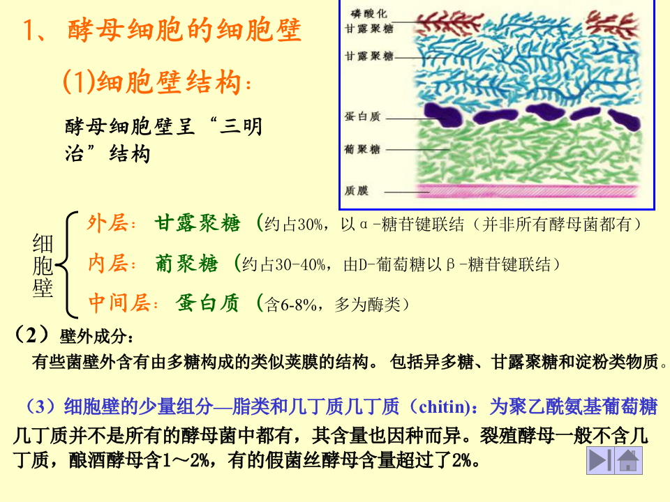 微生物学_13.ppt 第2页