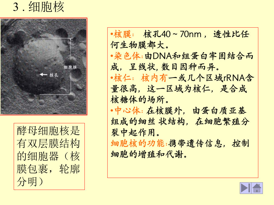 微生物学_13.ppt 第4页
