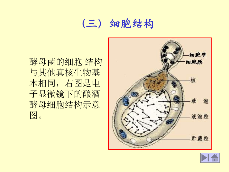 微生物学_13.ppt 第1页