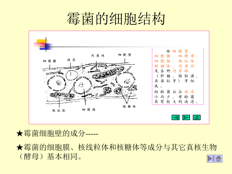 微生物学_15.ppt 第5页