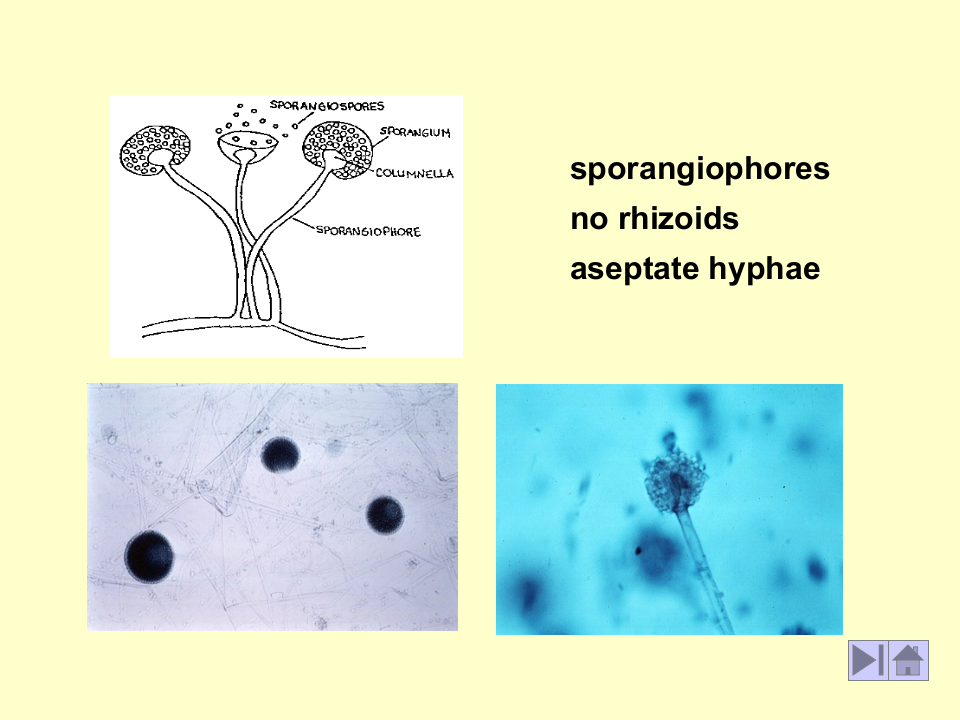 微生物学_17.ppt 第5页