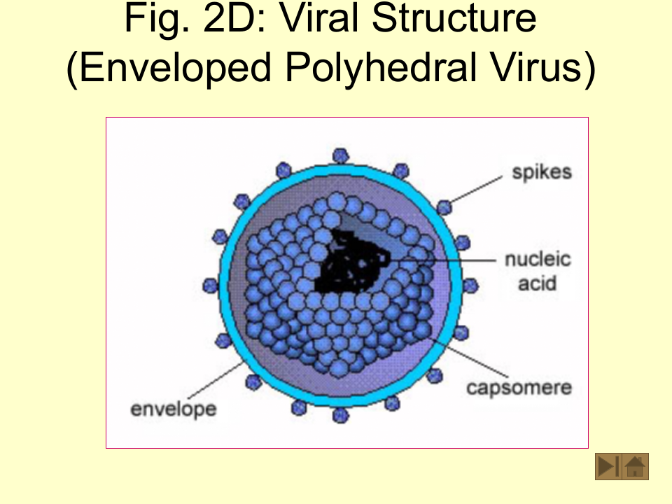 微生物学_19.ppt 第5页
