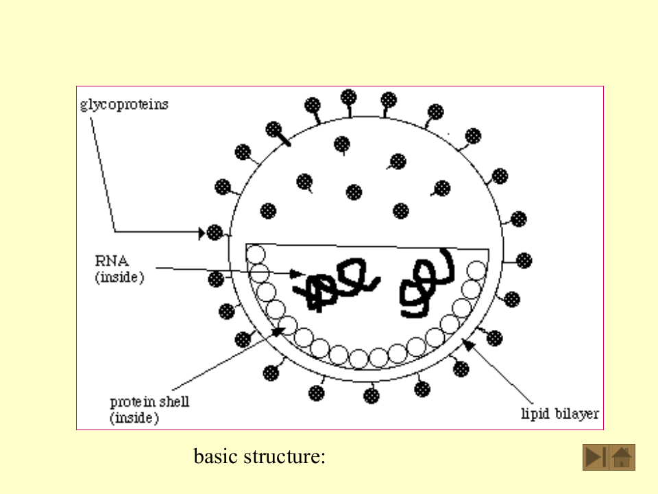 微生物学_19.ppt 第3页