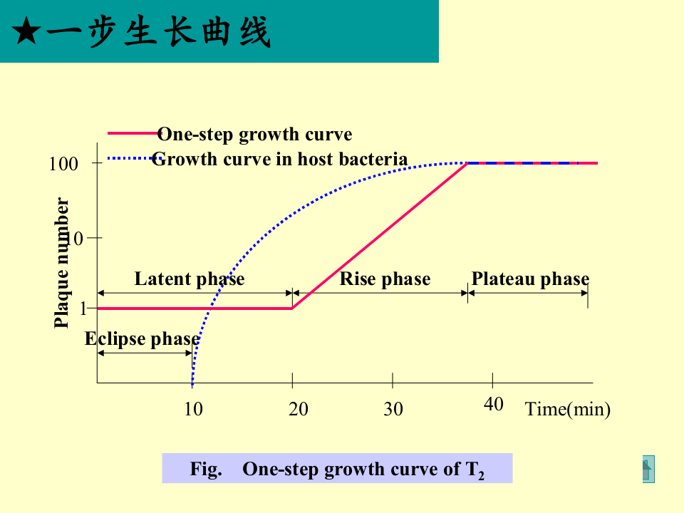 微生物学_23.ppt 第4页