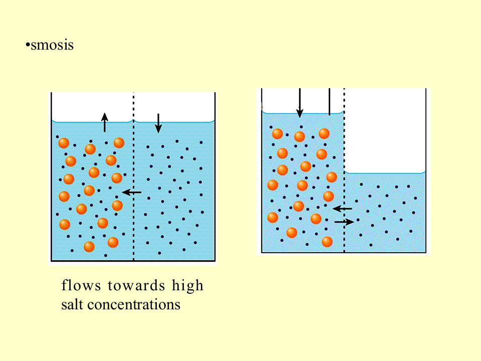 微生物学_26.ppt 第4页