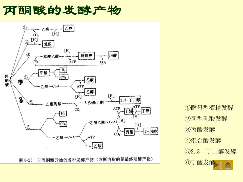 微生物学_30.ppt 第3页