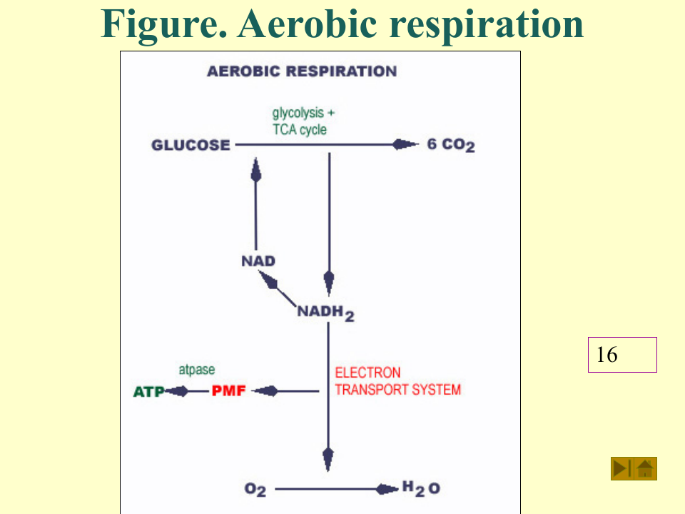 微生物学_31.ppt 第2页