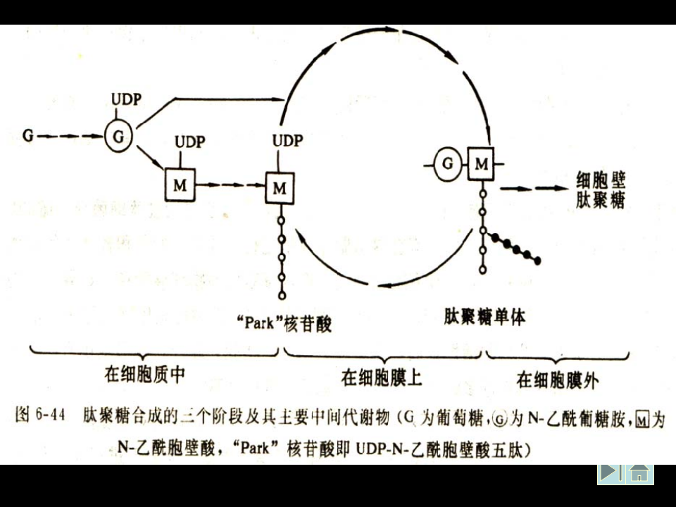 微生物学_32.ppt 第3页