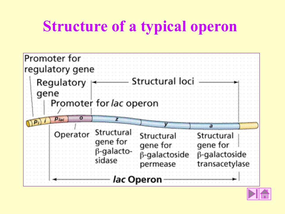 微生物学_34.ppt 第5页