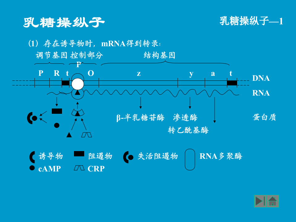微生物学_35.ppt 第4页