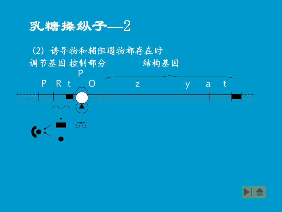 微生物学_35.ppt 第5页