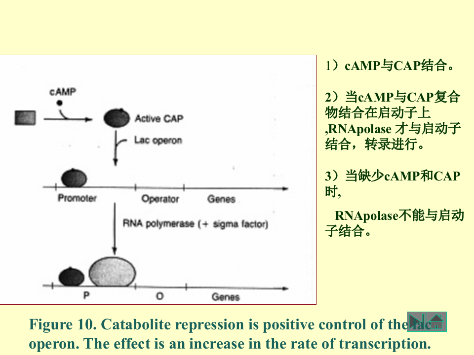 微生物学_35.ppt 第2页