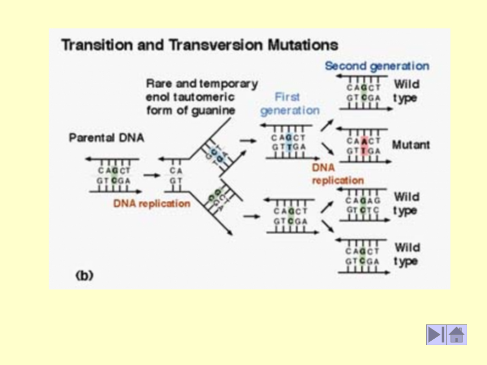 微生物学_41.ppt 第3页