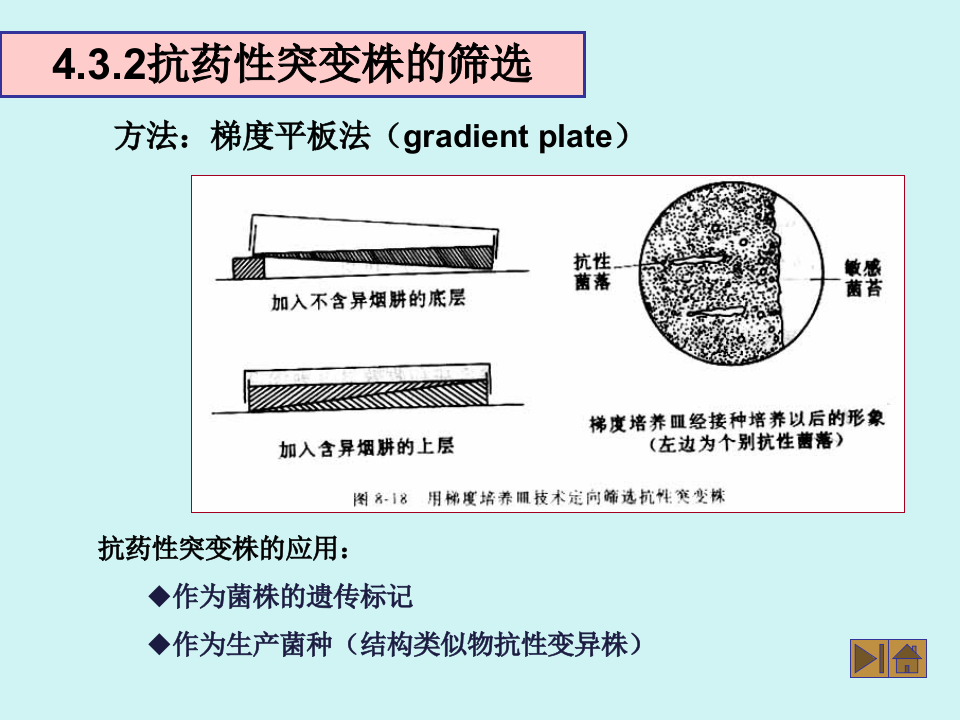 微生物学_43.ppt 第4页
