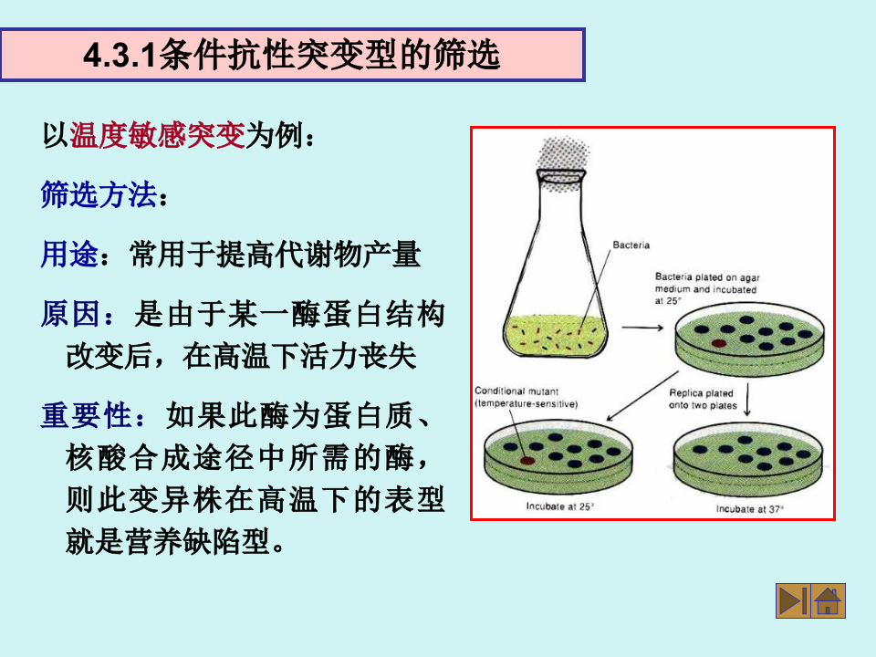 微生物学_43.ppt 第2页