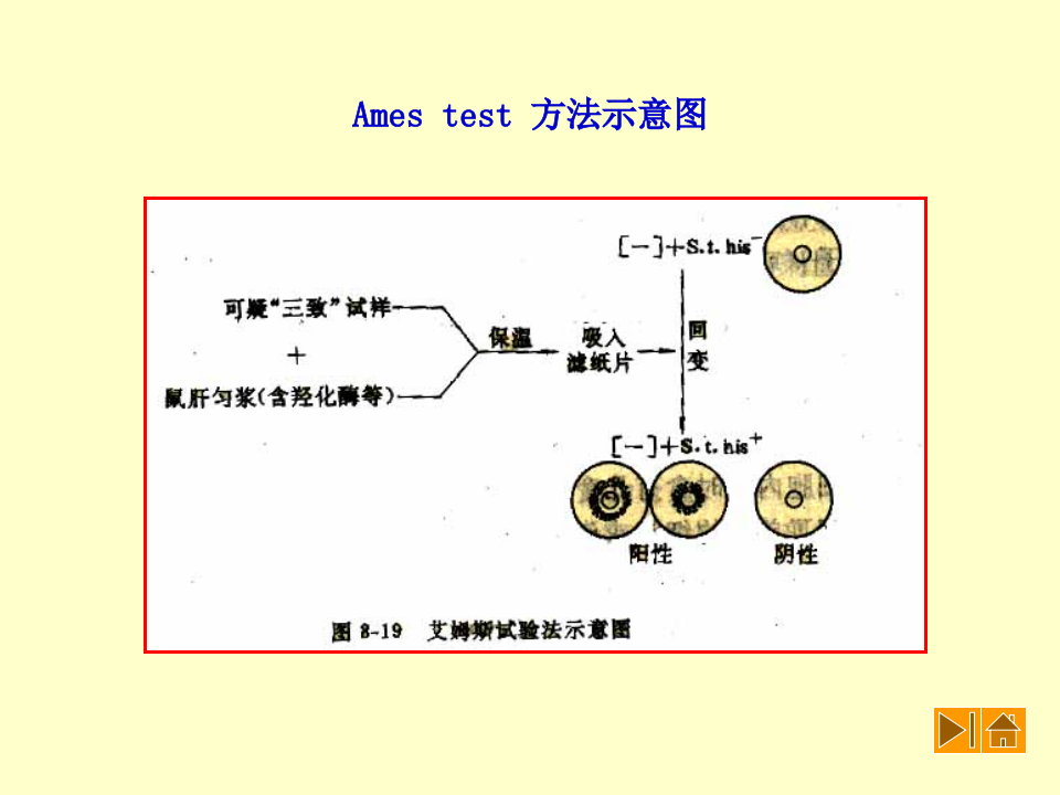 微生物学_44.ppt 第2页