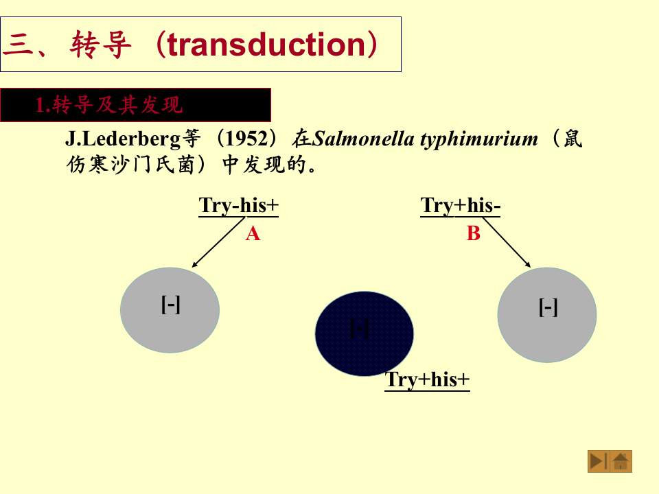 微生物学_45.ppt 第1页