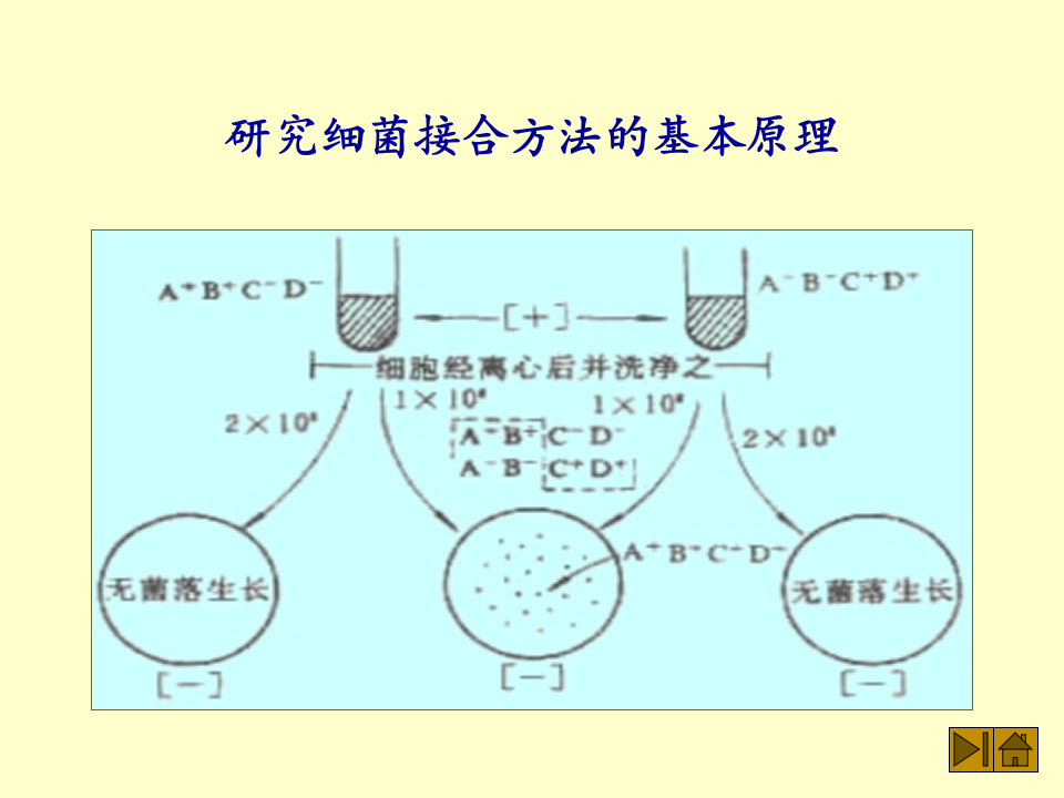 微生物学_46.ppt 第3页