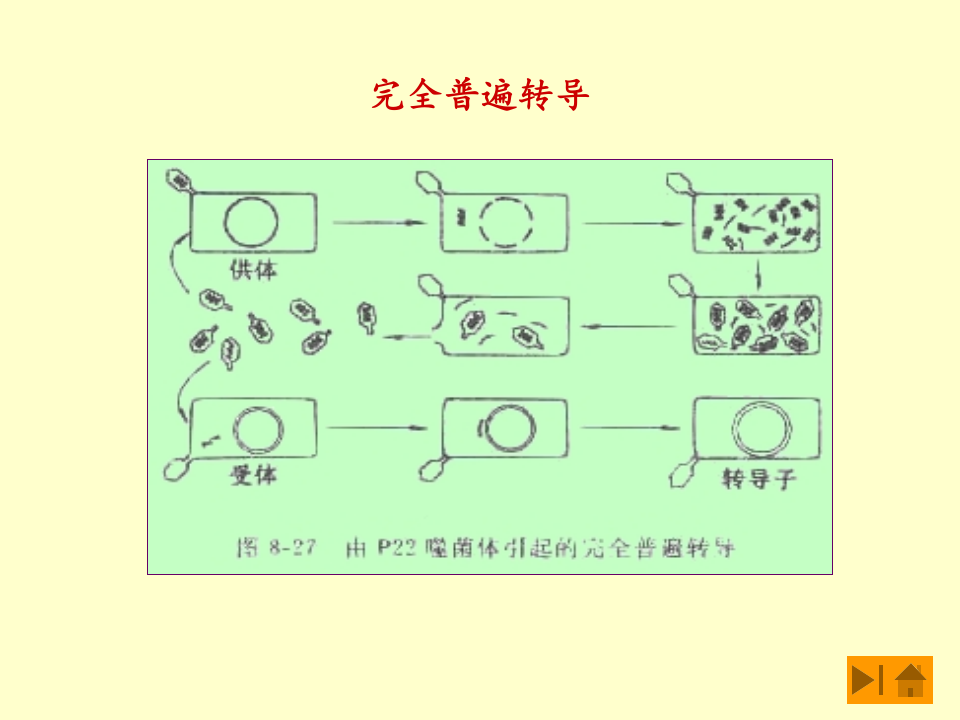 微生物学_47.ppt 第5页