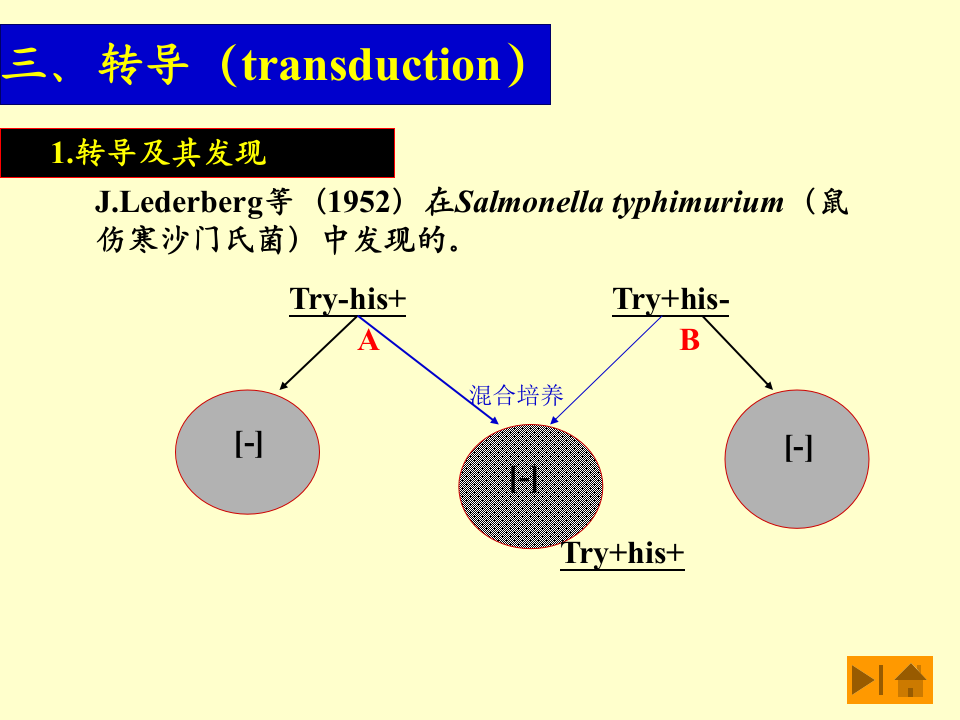 微生物学_47.ppt 第1页