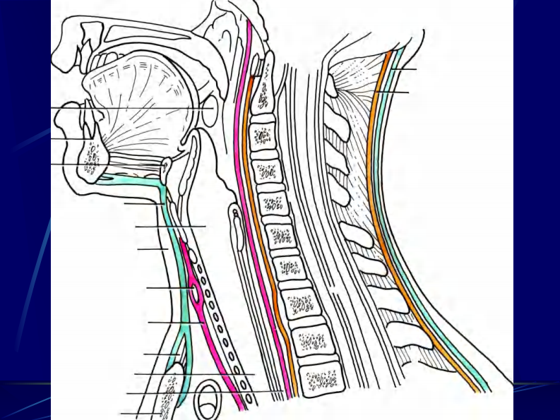 06 颈部连续横断层解剖.pdf 第4页