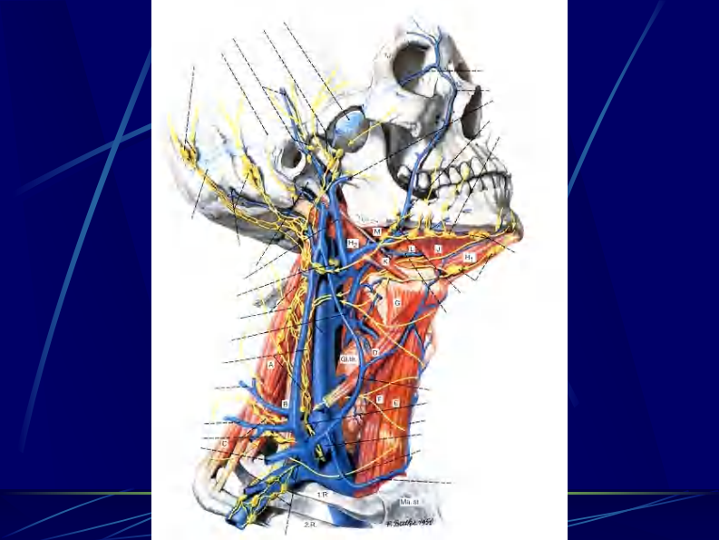 06 颈部连续横断层解剖.pdf 第2页