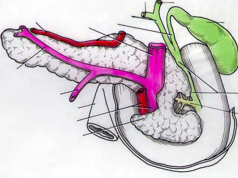 10 胰和肝外胆道断层解剖及CT.pdf 第3页