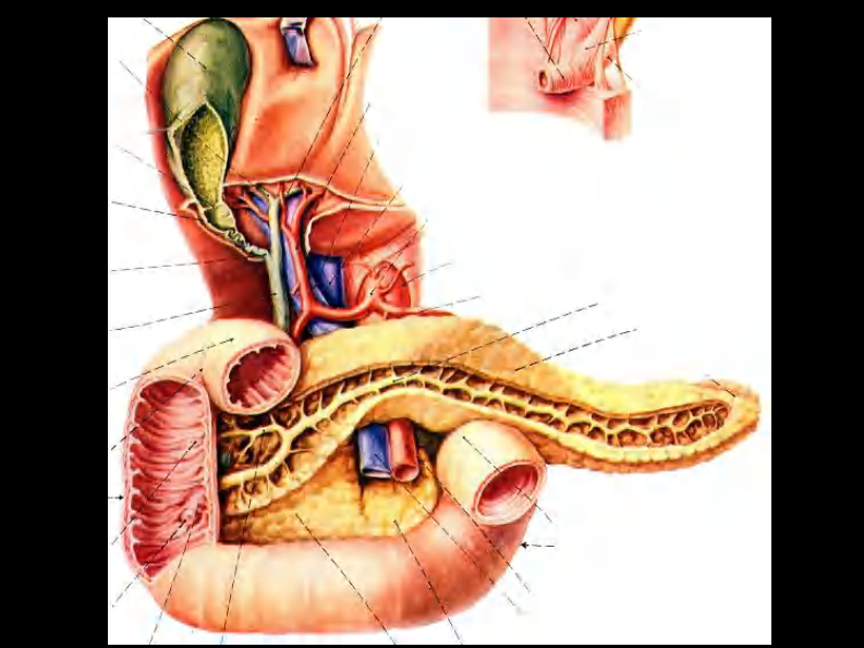 10 胰和肝外胆道断层解剖及CT.pdf 第4页