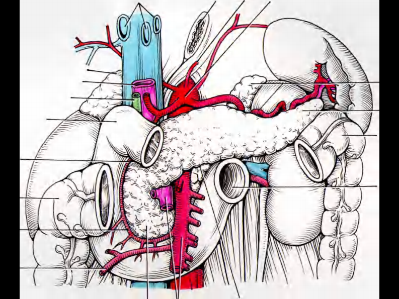 10 胰和肝外胆道断层解剖及CT.pdf 第2页