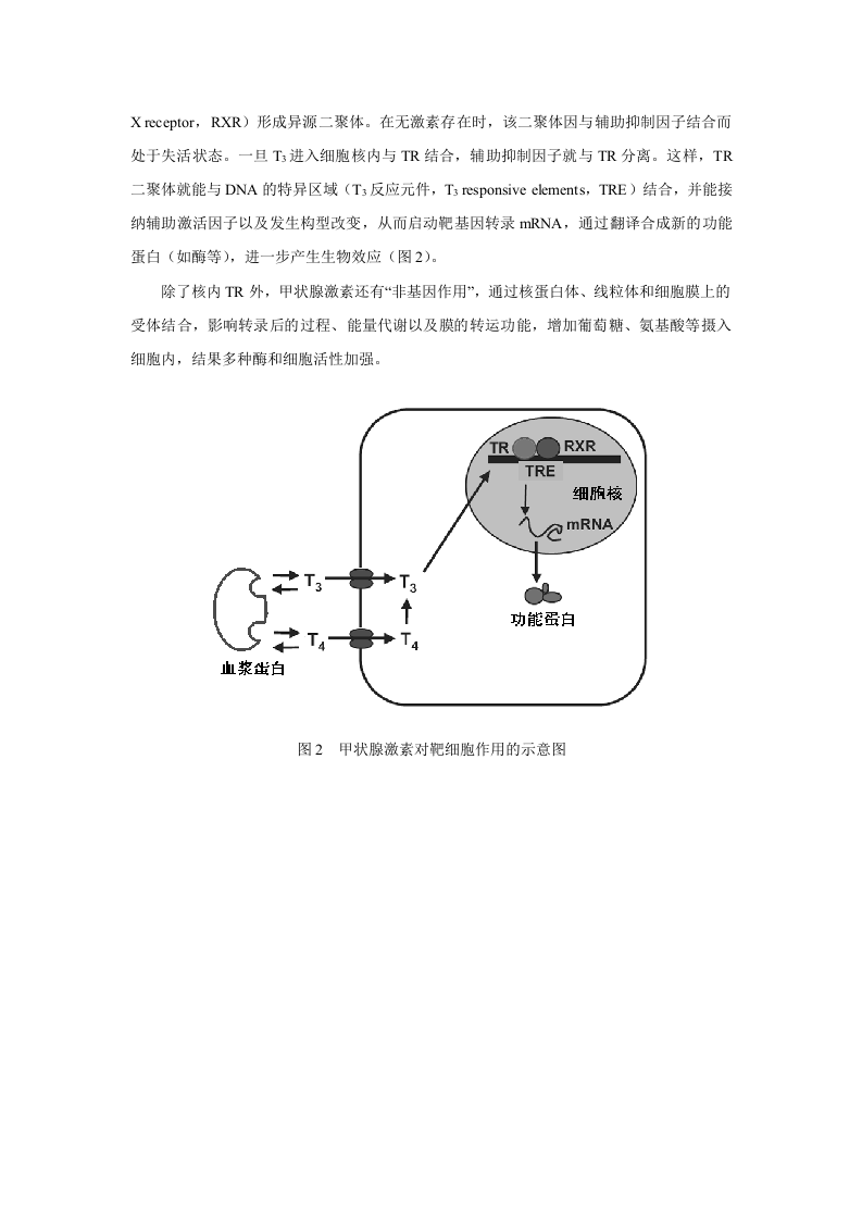 第三十六章  甲状腺激素及抗甲状腺药.doc 第3页