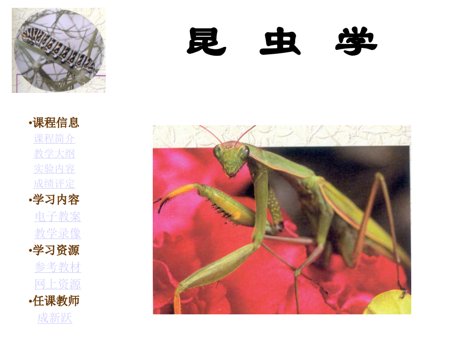 昆虫学0.ppt 第1页