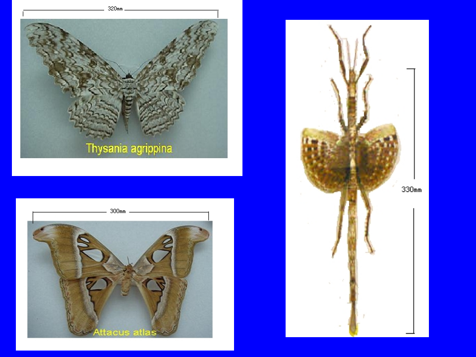 昆虫学2.ppt 第4页