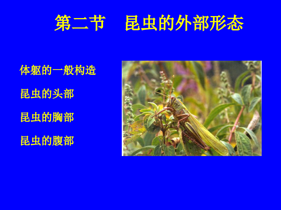 昆虫学2.ppt 第1页