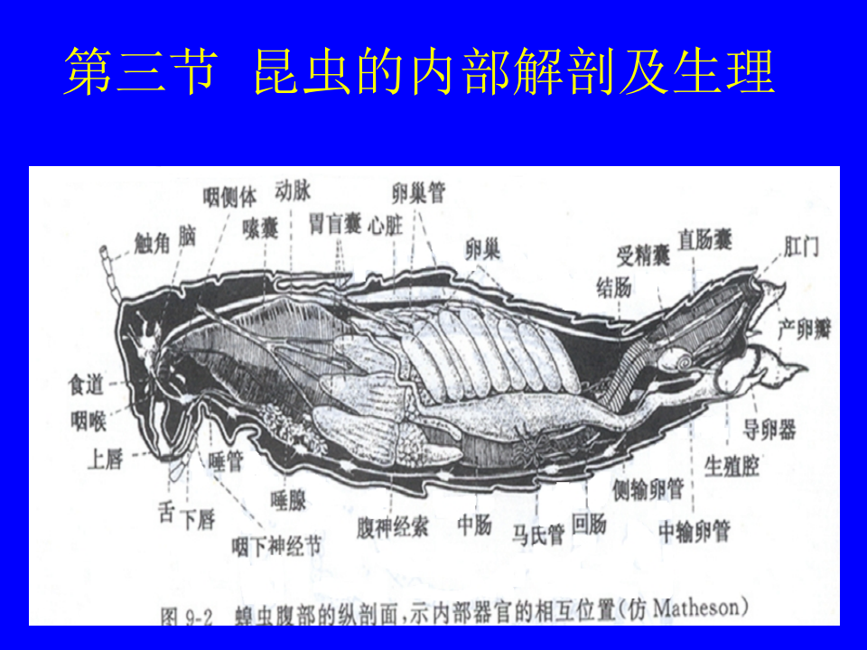 昆虫学3.ppt 第1页