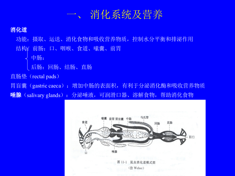 昆虫学3.ppt 第5页