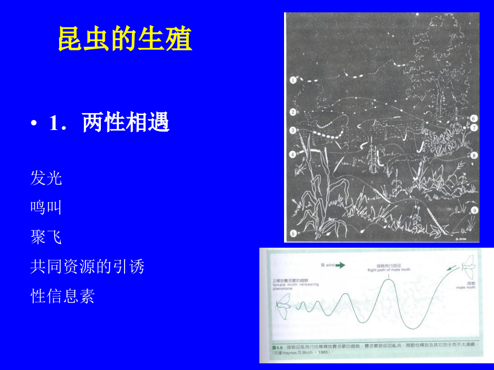 昆虫学4.ppt 第2页