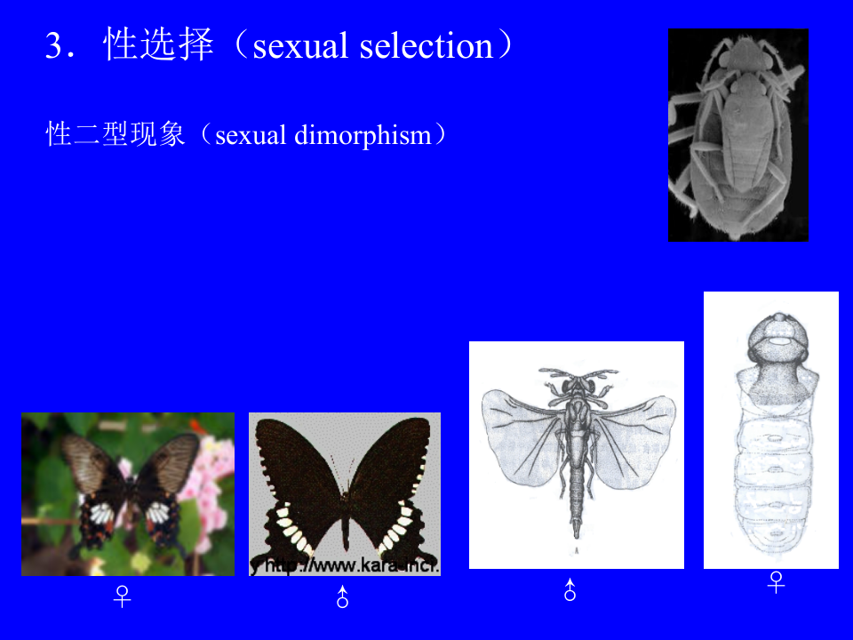 昆虫学4.ppt 第4页