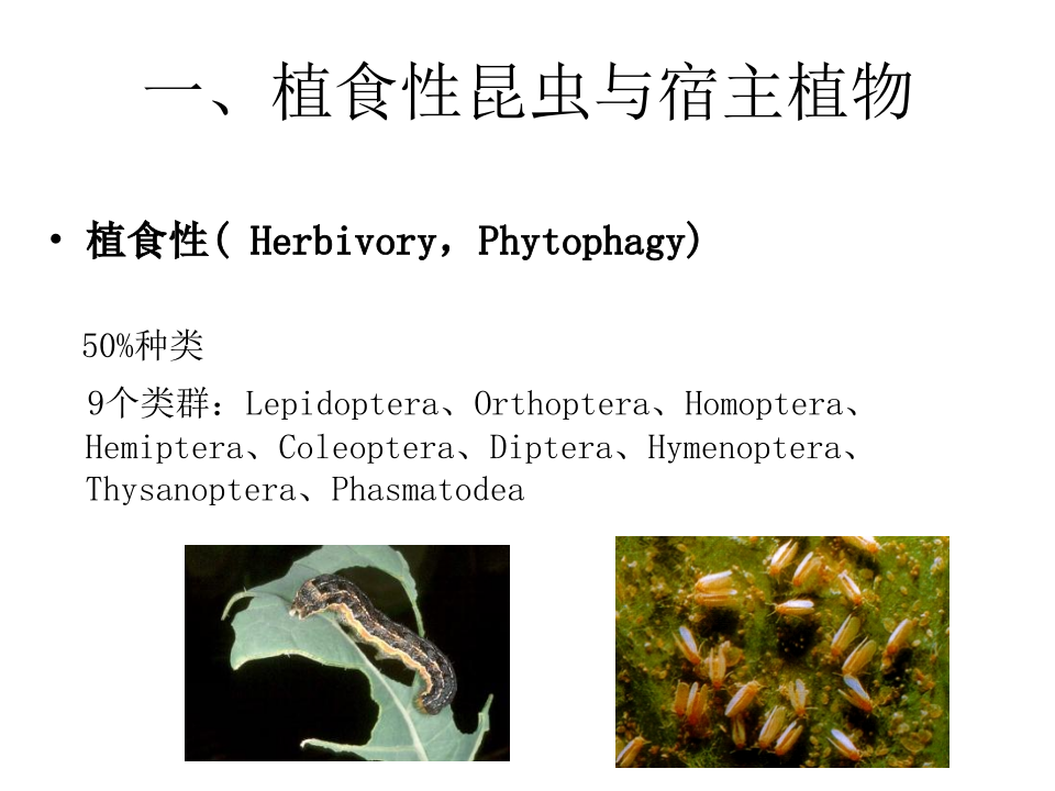 昆虫学7-1.ppt 第3页