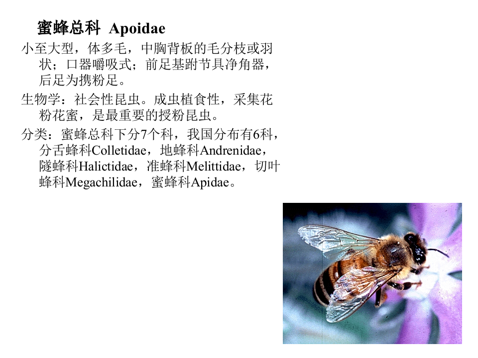 昆虫学7-2.ppt 第4页