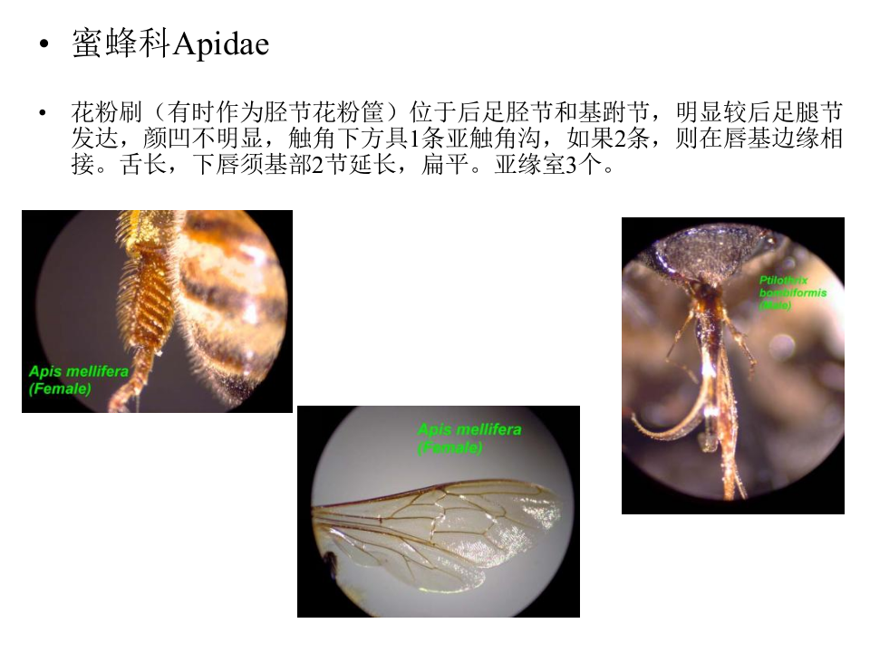 昆虫学7-2.ppt 第5页